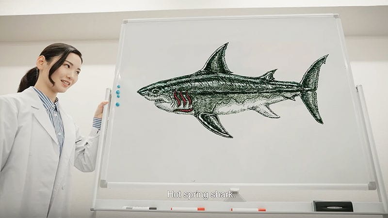 Sharks daydream dogmas